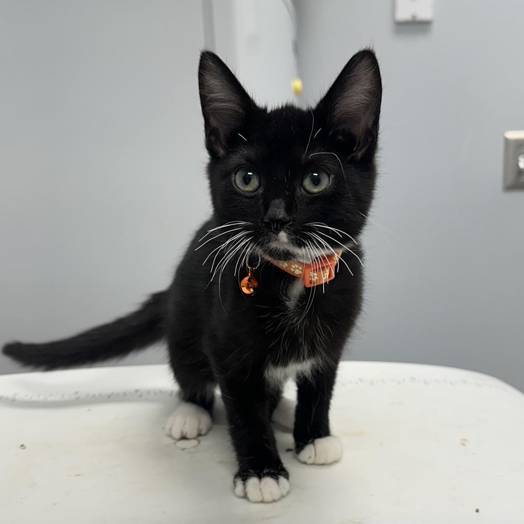 Tommy Pickles, adopted, Young Male Domestic Short Hair.