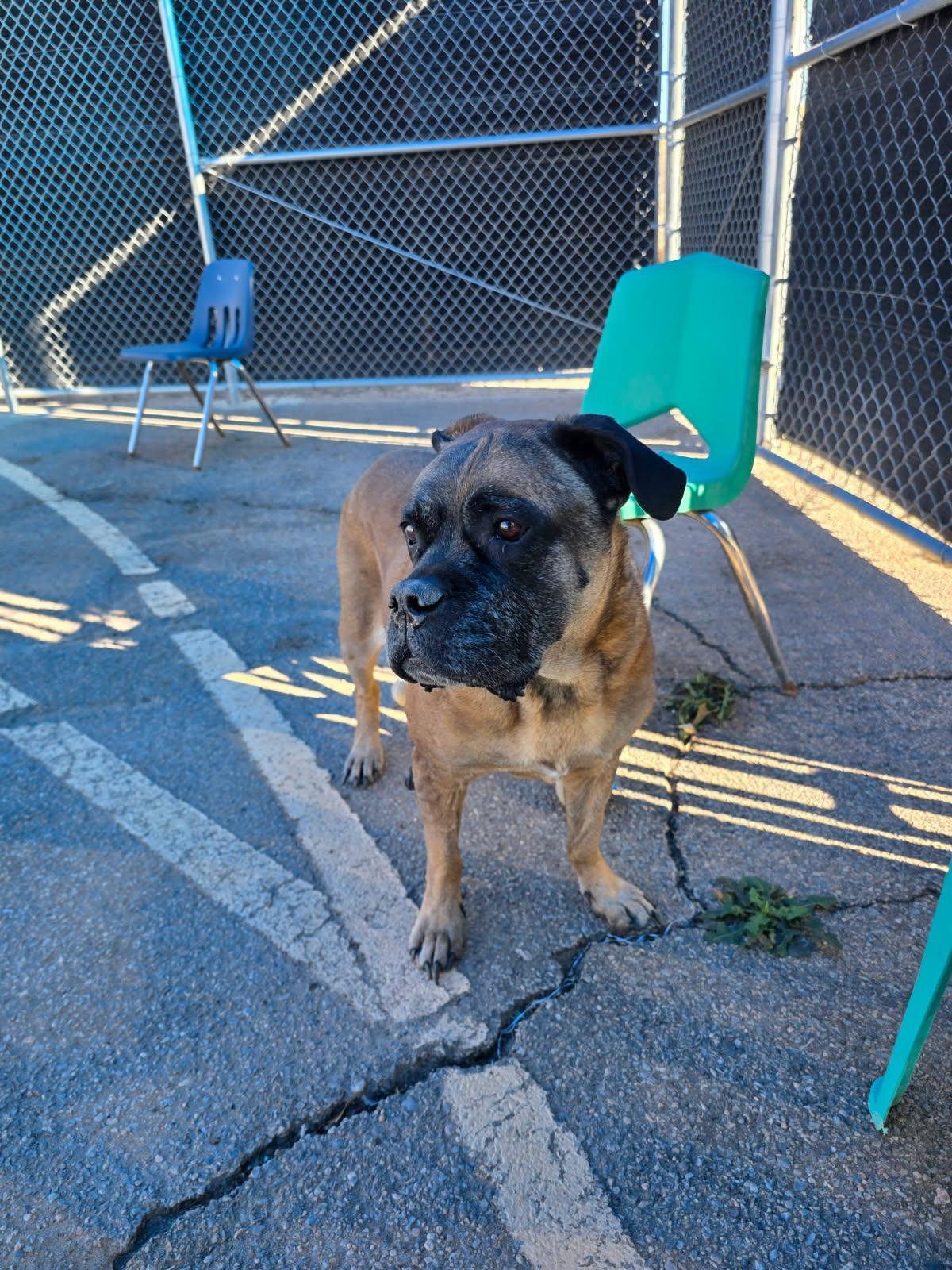 Enlarge Sadie, a ADOPTABLE Mastiff in Bernalillo, NM image 2/3