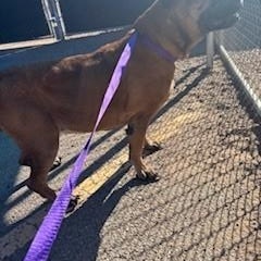 Enlarge Sadie, a ADOPTABLE Mastiff in Bernalillo, NM image 3/3