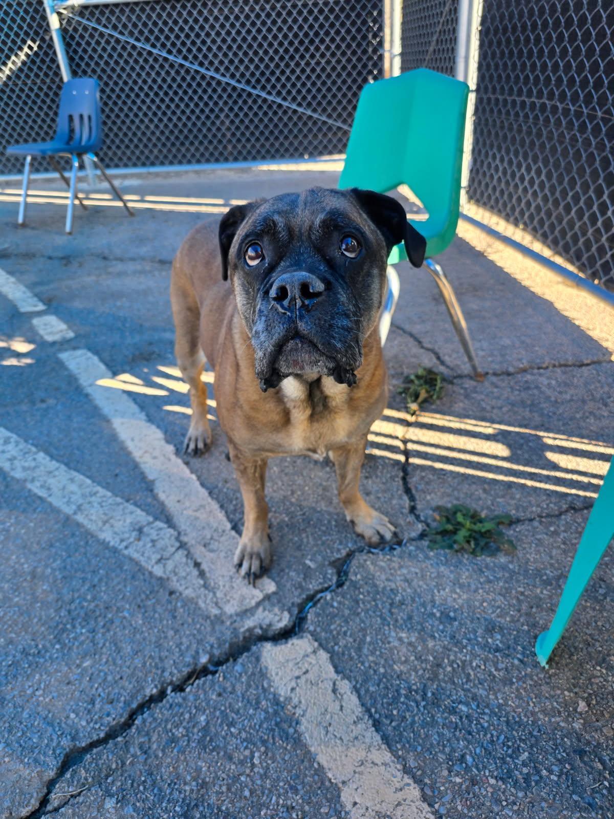 Enlarge Sadie, a ADOPTABLE Mastiff in Bernalillo, NM image 1/3