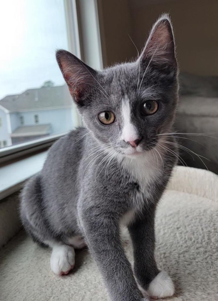Kiko, Adoptable, Kitten Female Domestic Short Hair & Domestic Short Hair (Gray & White).