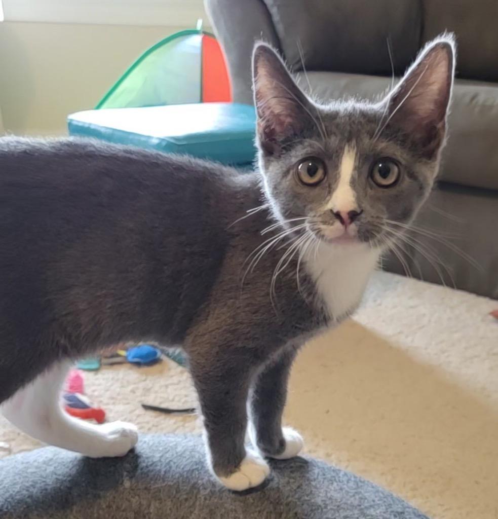 Kiko, Adoptable, Kitten Female Domestic Short Hair & Domestic Short Hair (Gray & White).