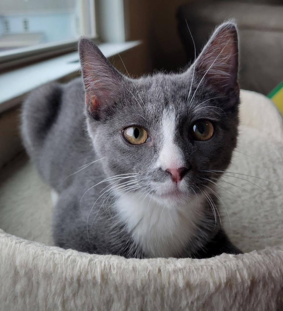 Enlarge Kiko, a Adoptable mixed breed in Raleigh, NC image 3/5