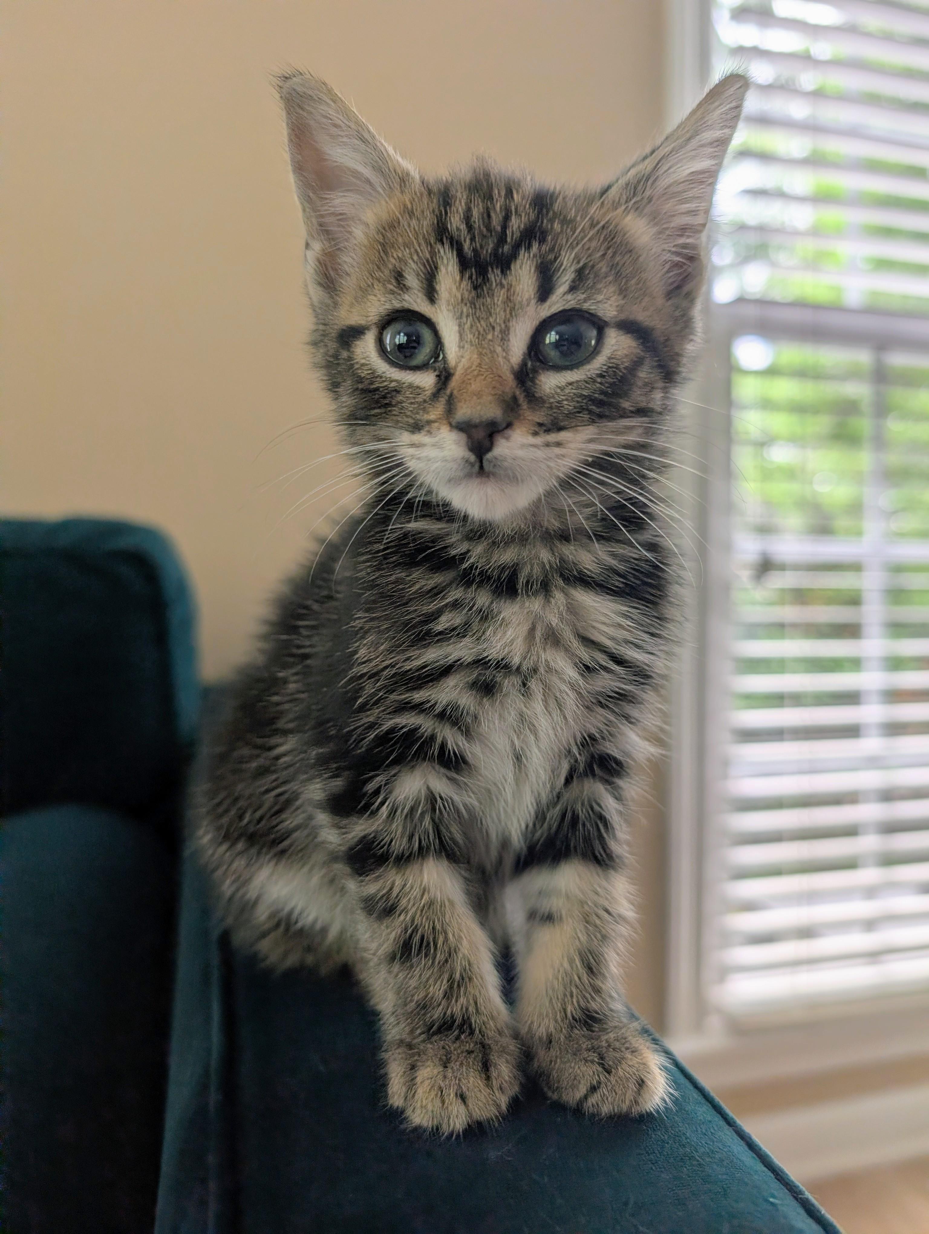 Enlarge Obi, a ADOPTABLE mixed breed in Sanford, NC image 4/4