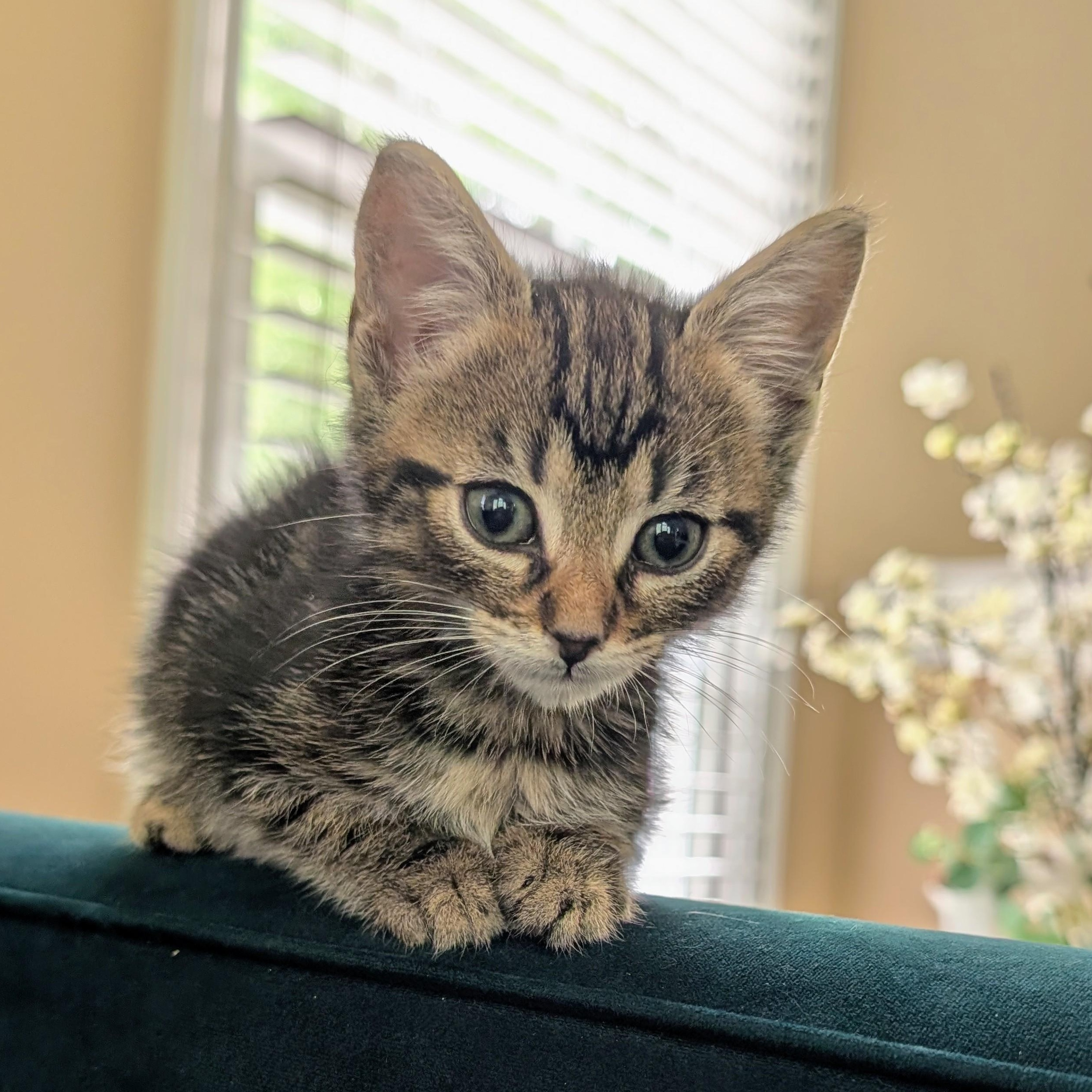 Enlarge Obi, a ADOPTABLE mixed breed in Sanford, NC image 2/4