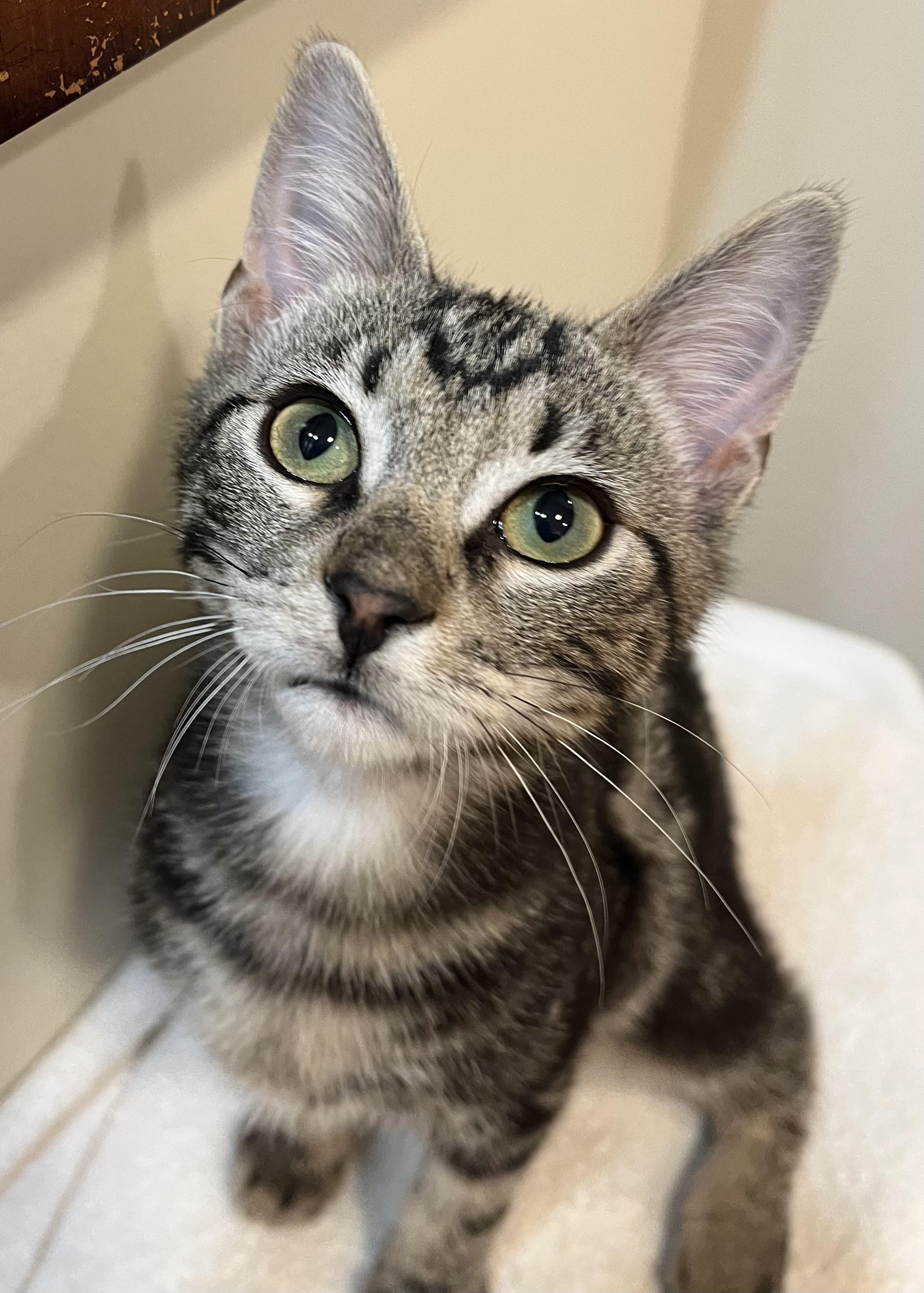 Obi, ADOPTABLE, Kitten Male Domestic Short Hair.