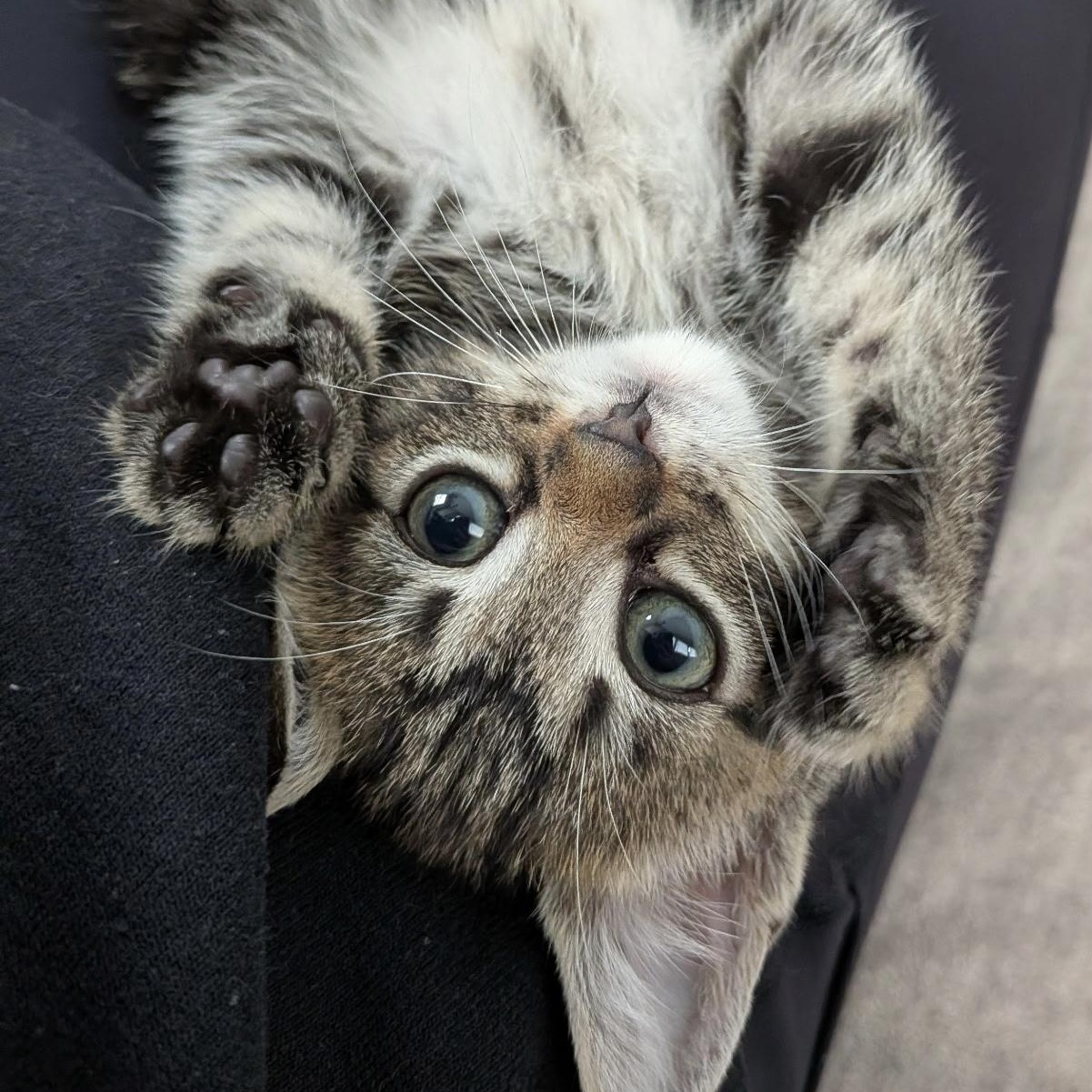 Obi, ADOPTABLE, Kitten Male Domestic Short Hair.