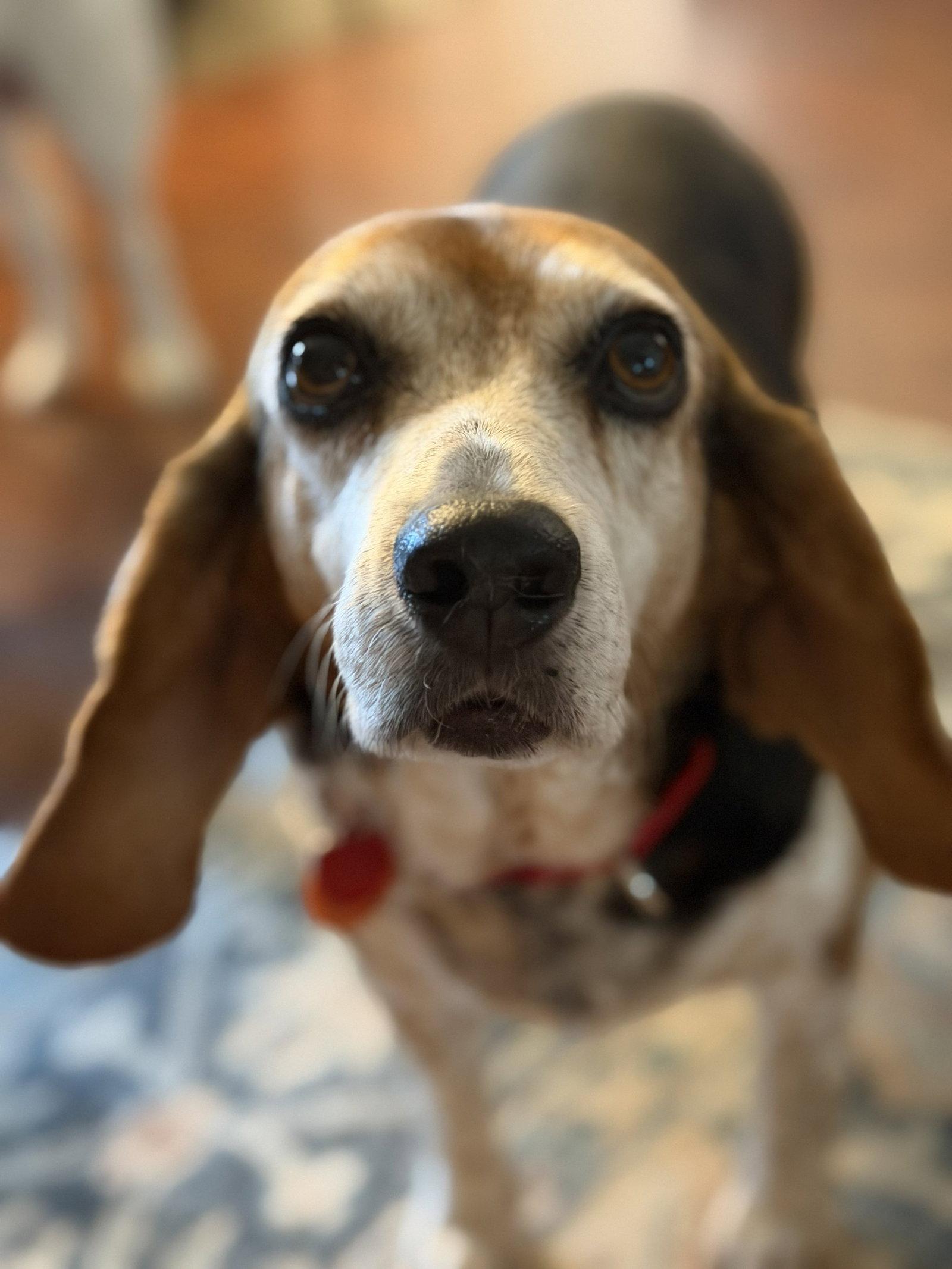Coco Bean, Adoptable, Adult Female Beagle.