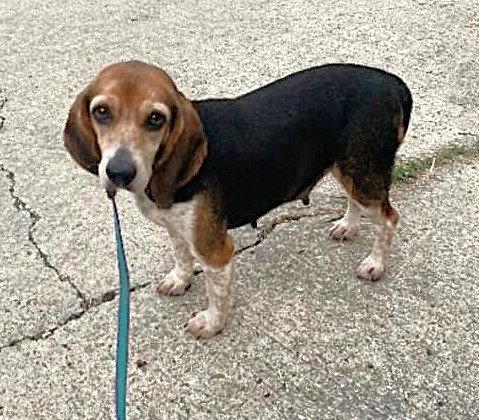 Coco Bean, a Adoptable Beagle in Dunnellon, FL image 2/3