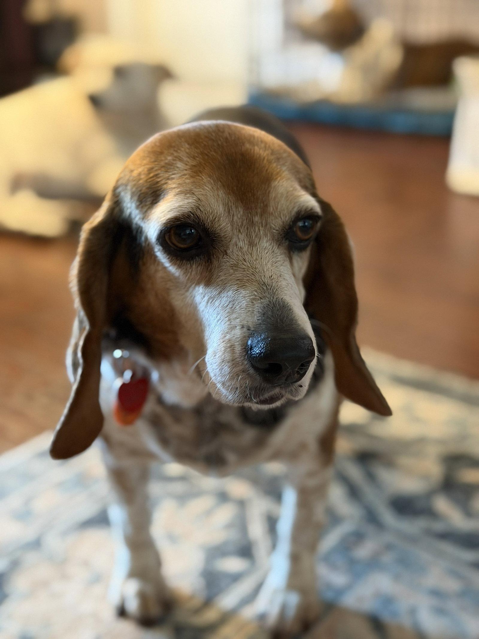 Coco Bean, a Adoptable Beagle in Dunnellon, FL image 3/3