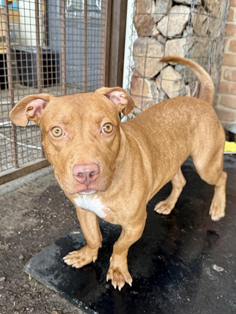 Enlarge Bae Bae, a Adoptable mixed breed in TUCSON, AZ image 1/4