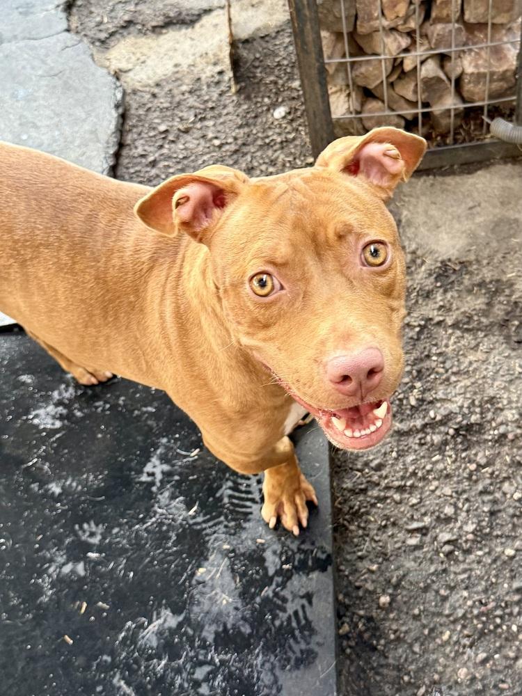 Enlarge Bae Bae, a Adoptable mixed breed in TUCSON, AZ image 2/4
