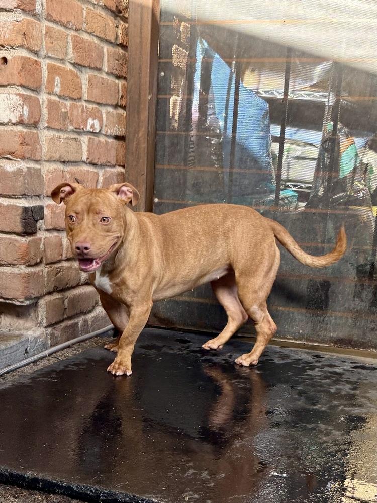 Bae Bae, a Adoptable mixed breed in TUCSON, AZ image 3/4