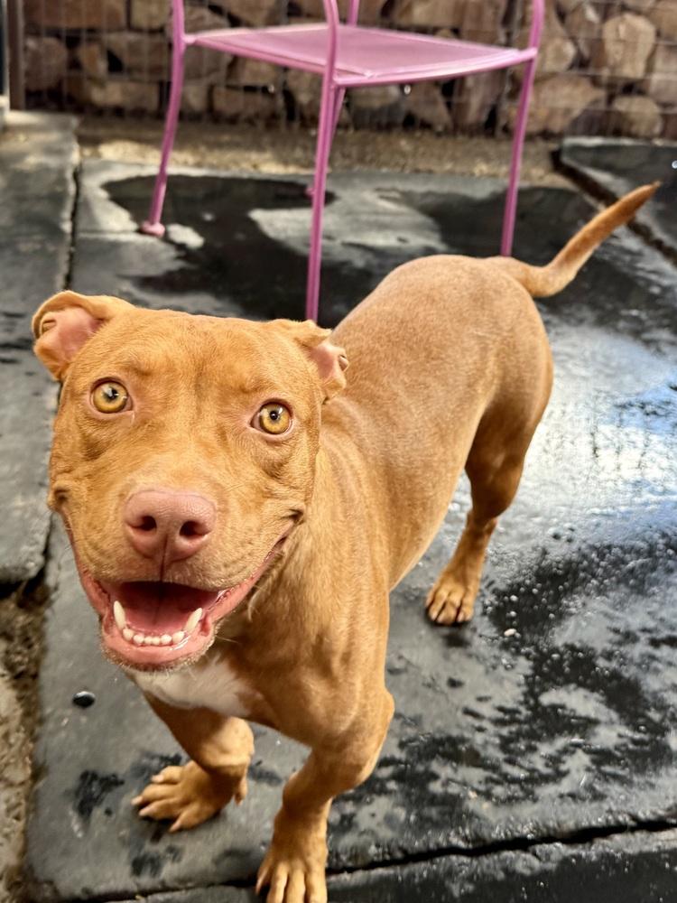 Bae Bae, a Adoptable mixed breed in TUCSON, AZ image 4/4