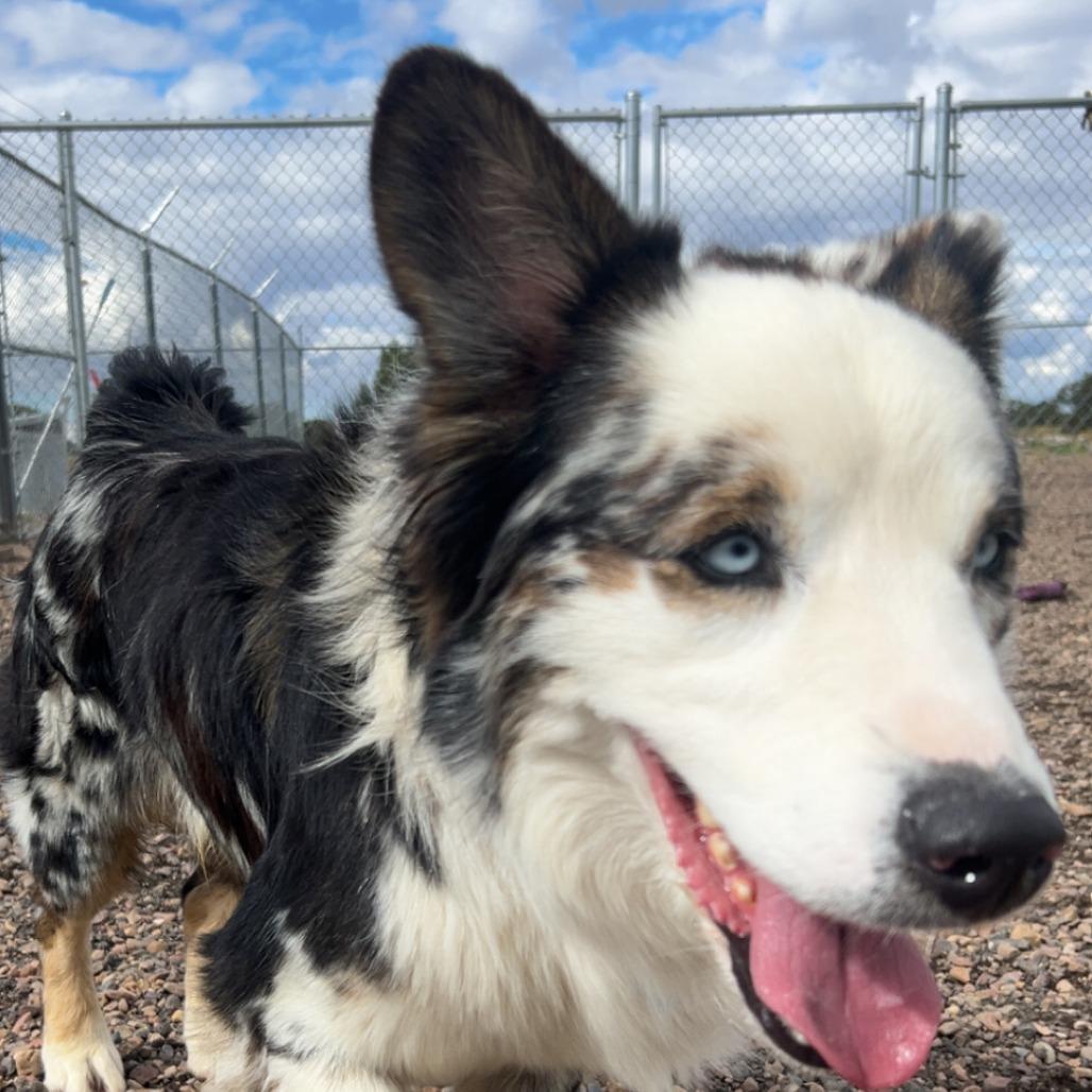 Wiggles, Adoptable, Puppy Male Collie.