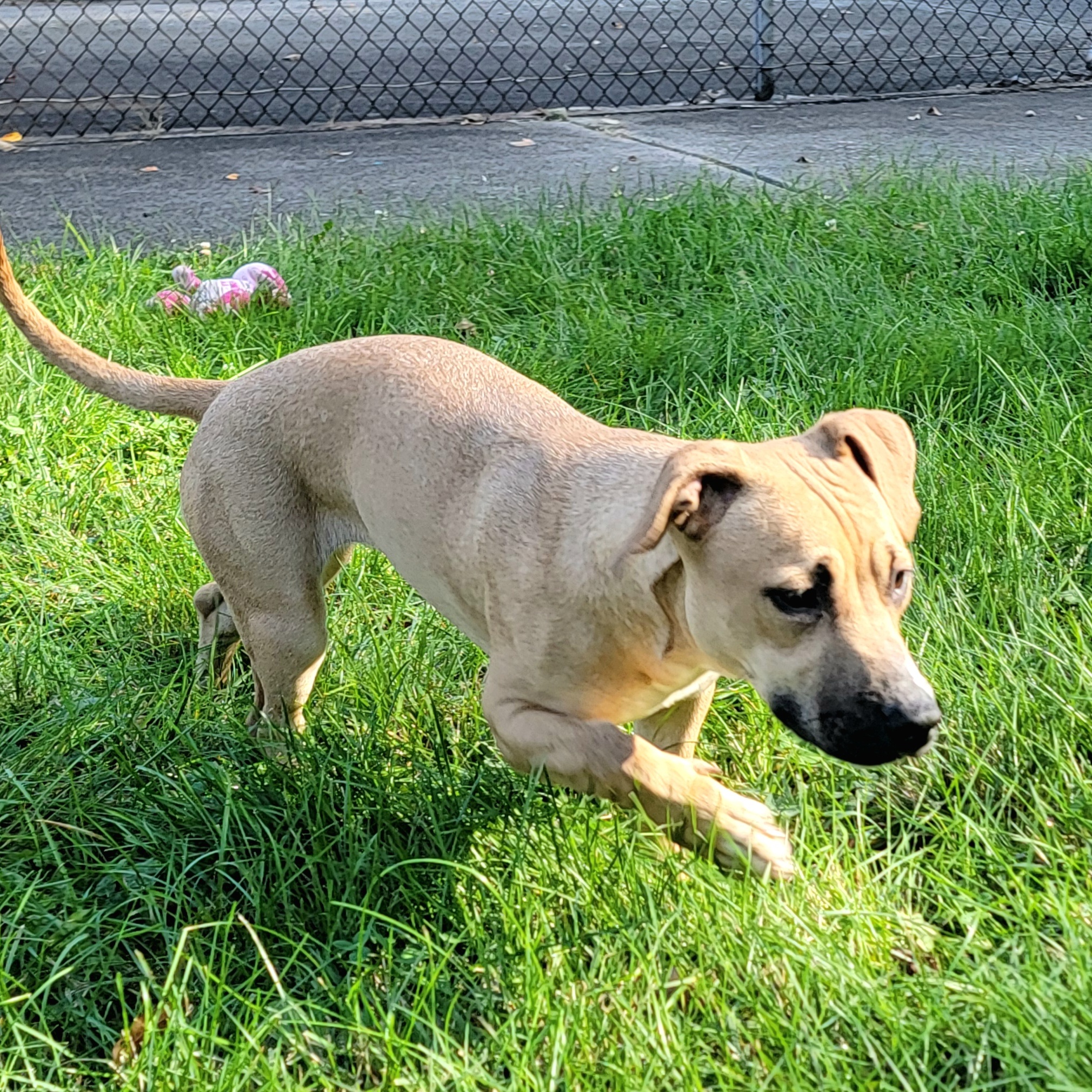 Benny, Adopted, Young Male American Staffordshire Terrier & Pit Bull Terrier.