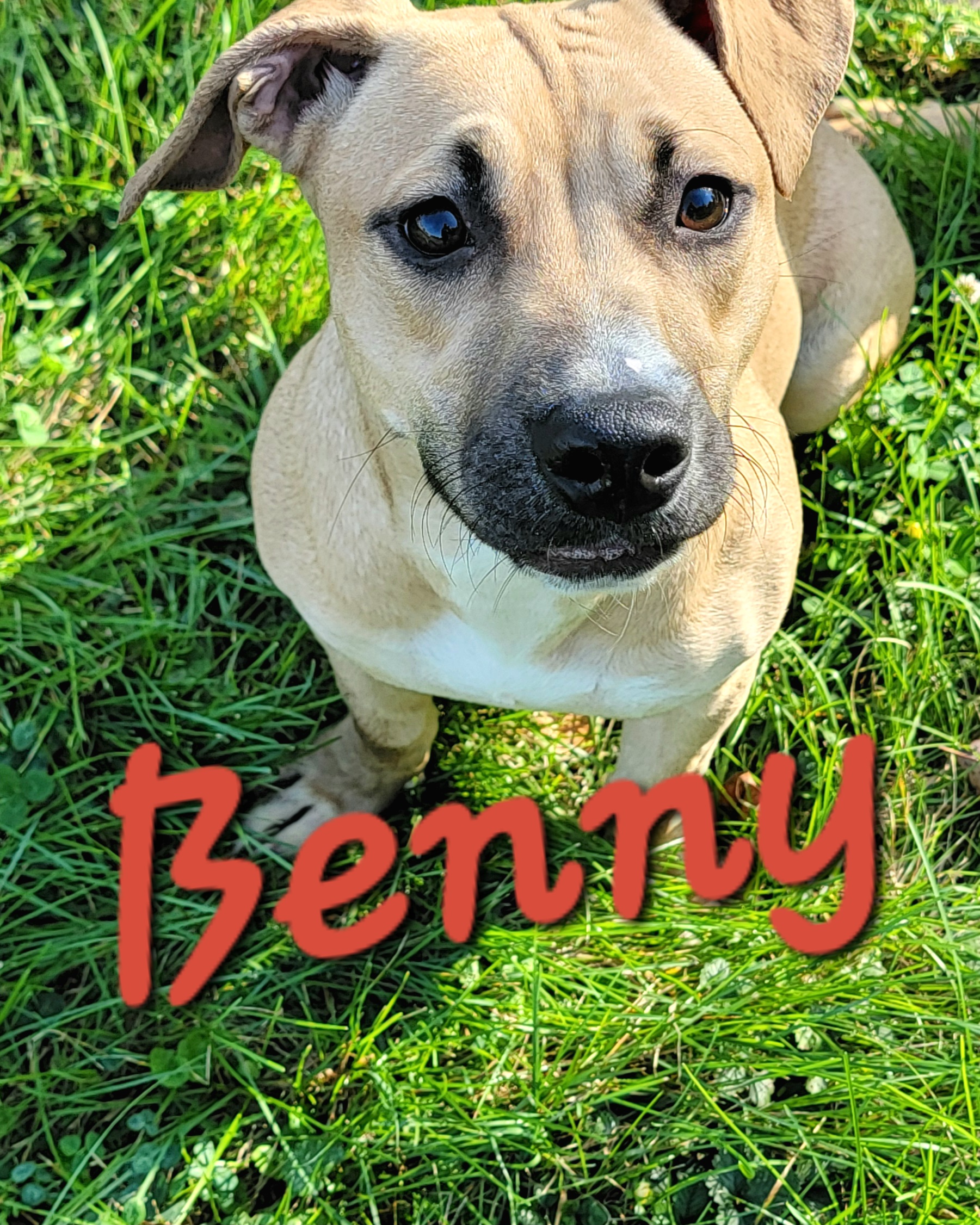 Enlarge Benny, a Adopted mixed breed in Peru, IN image 2/2