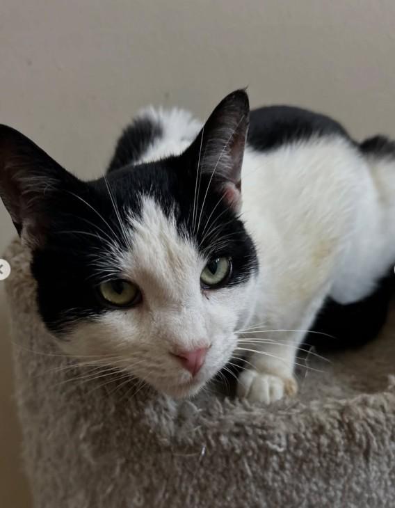 Abel, an adopted American Shorthair in Los Angeles, CA image 3/4