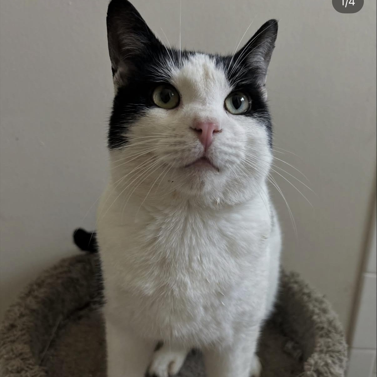 Abel, adopted, Adult Male American Shorthair.