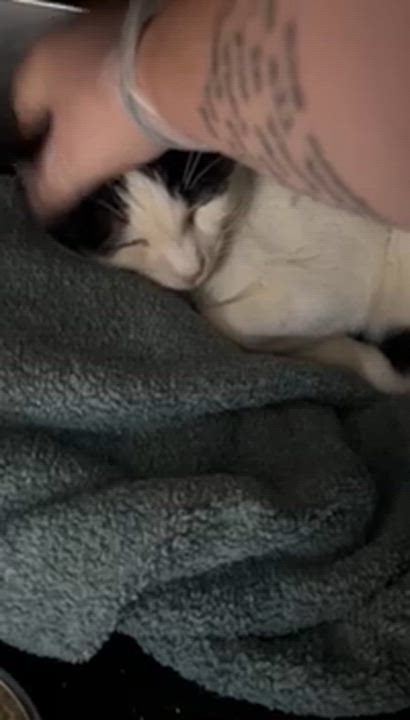 Enlarge Abel, an adopted American Shorthair in Los Angeles, CA video 4/4