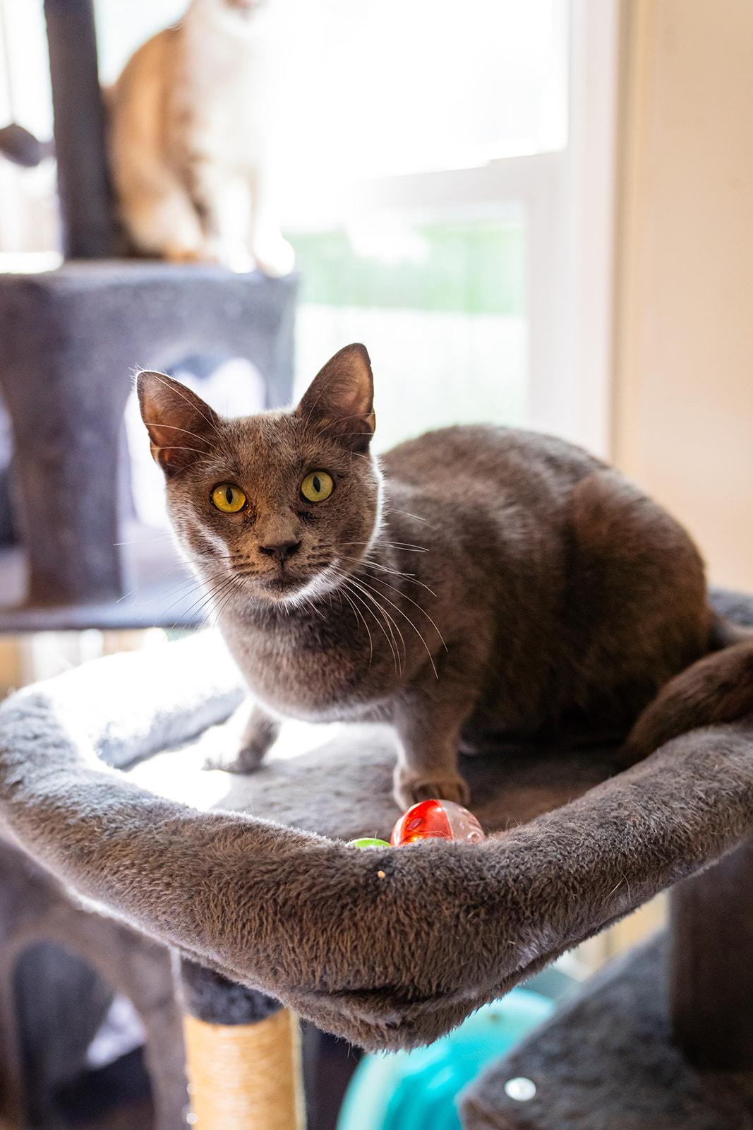 Enlarge Dove, a Adoptable Domestic Short Hair in Dellslow, WV image 2/4