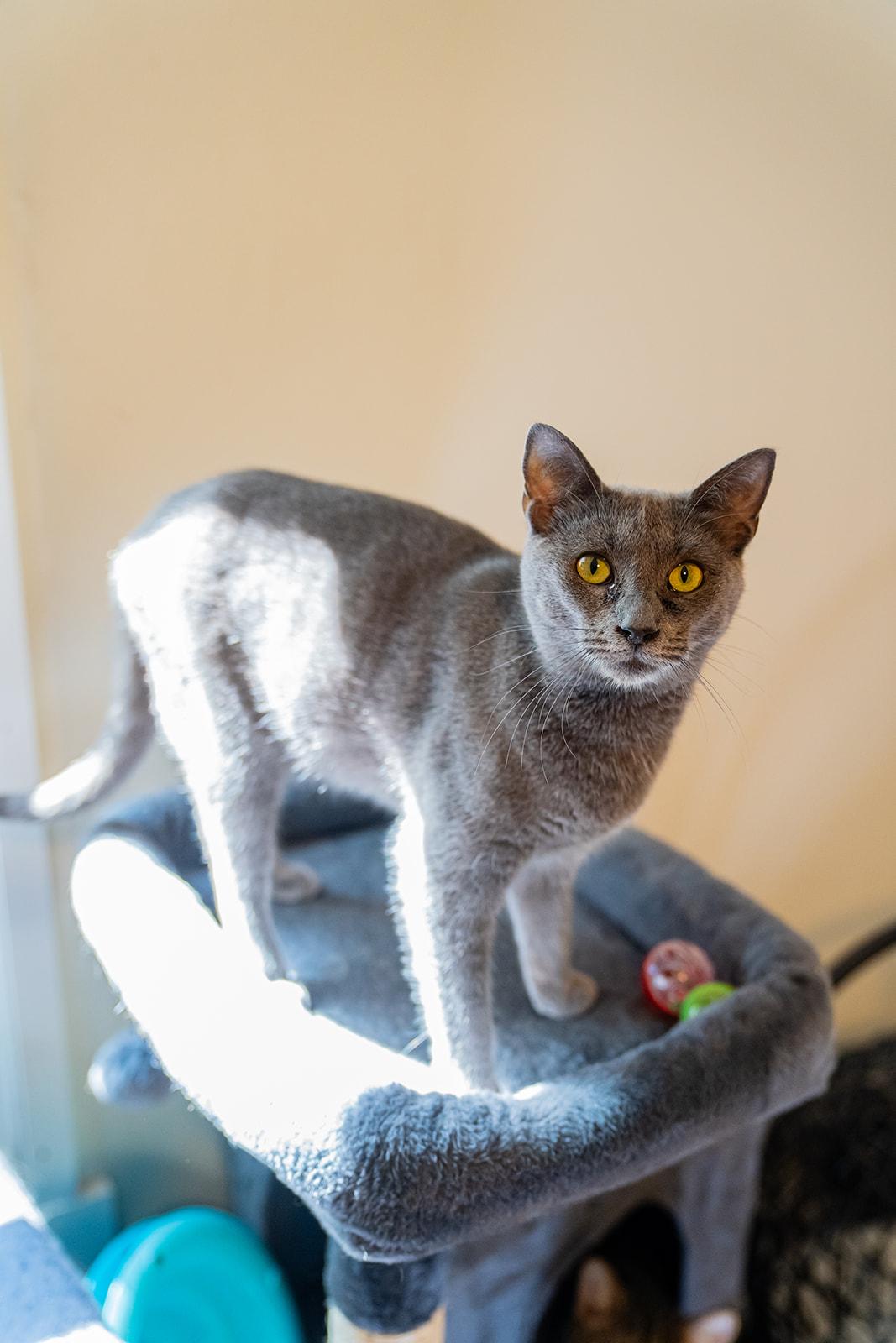 Enlarge Dove, a Adoptable Domestic Short Hair in Dellslow, WV image 1/4