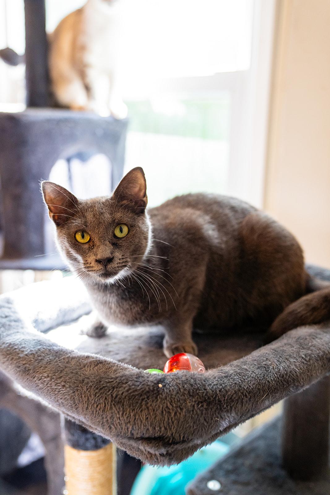 Enlarge Dove, a Adoptable Domestic Short Hair in Dellslow, WV image 3/4
