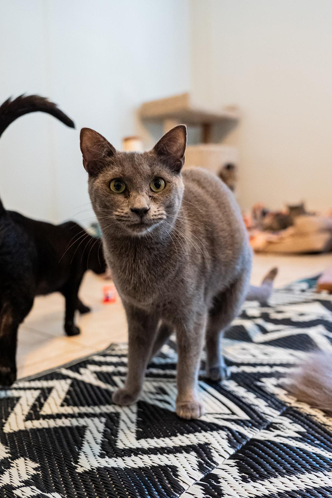 Enlarge Dove, a Adoptable Domestic Short Hair in Dellslow, WV image 4/4