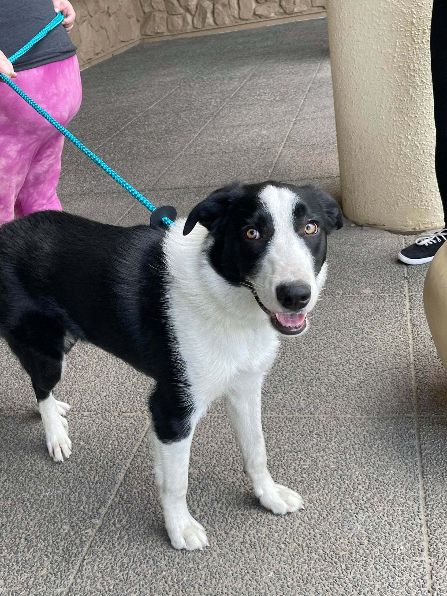 Dog for adoption Edwinnfoster needed, a Border Collie Mix in