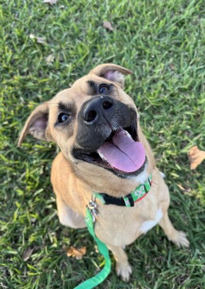 Pixie (149228) (In A Foster Home), Young Female Pit Bull Terrier