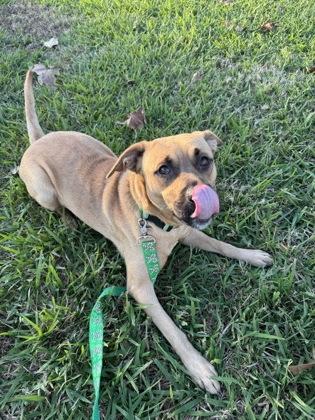 Pixie (149228) (In A Foster Home) photo 5