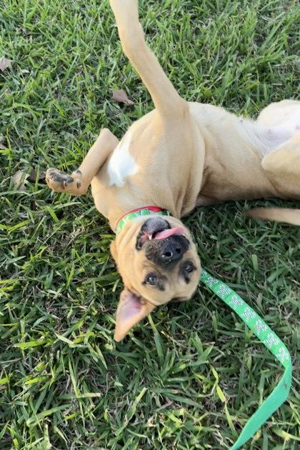 Pixie (149228) (In A Foster Home) photo 4
