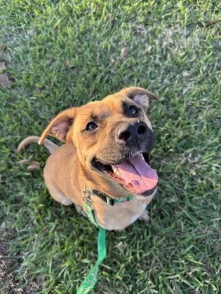 Pixie (149228) (In A Foster Home) photo 2