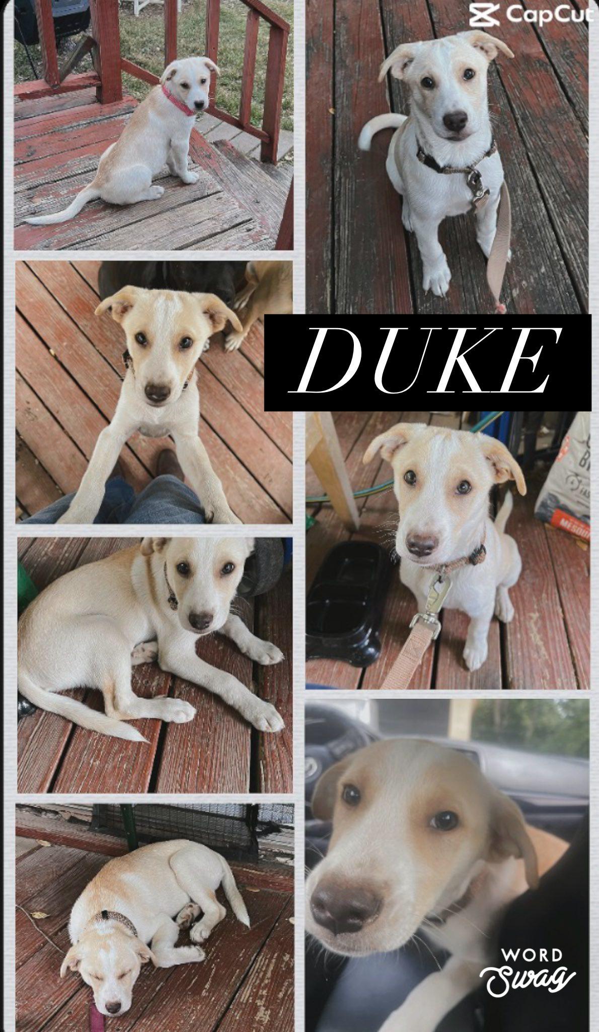 Duke, adopted, Young Male Labrador Retriever & Alaskan Malamute.