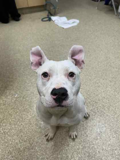 Blanca, Adoptable, Adult Female Mixed Breed & Mixed Breed.