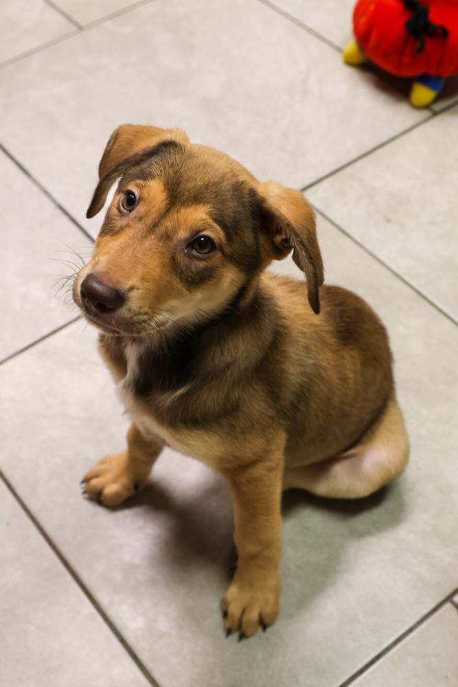 Enlarge Einsteinium, a ADOPTABLE Labrador Retriever in TUCSON, AZ image 1/4