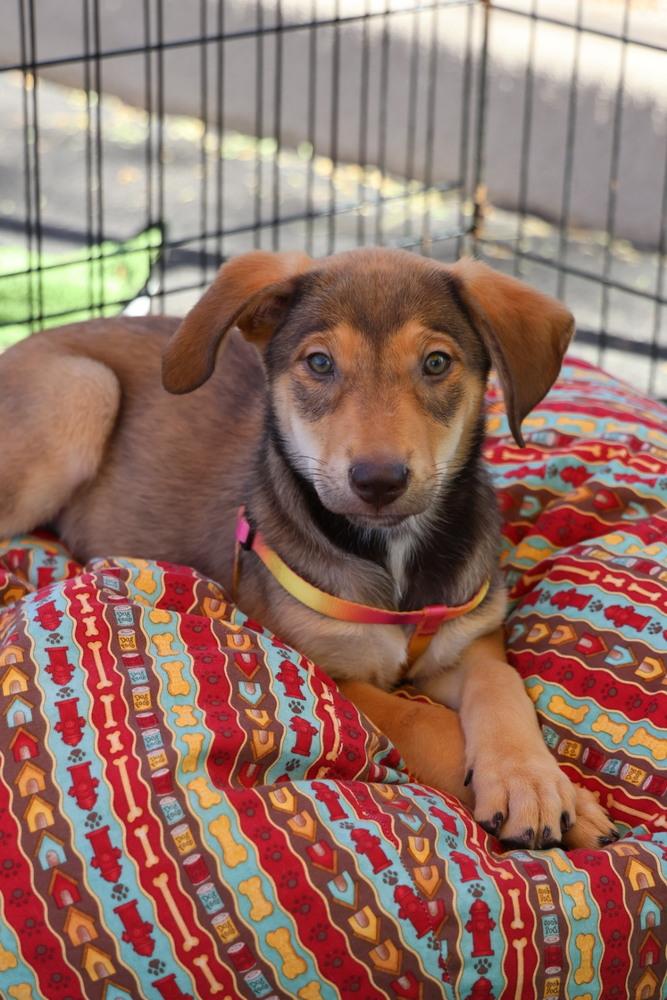 Enlarge Einsteinium, a ADOPTABLE Labrador Retriever in TUCSON, AZ image 3/4