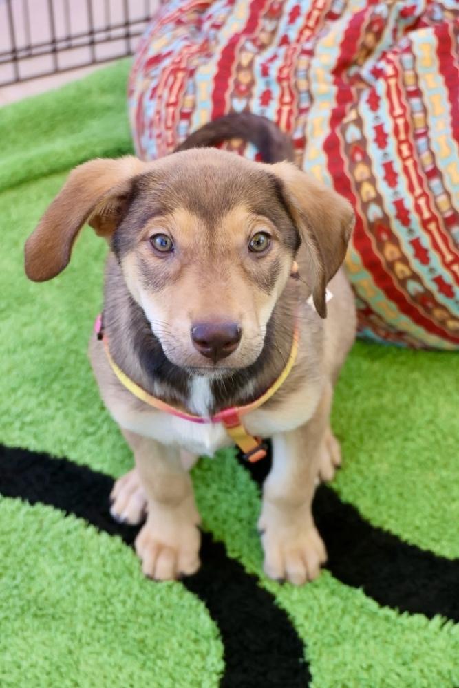Enlarge Einsteinium, a ADOPTABLE Labrador Retriever in TUCSON, AZ image 2/4