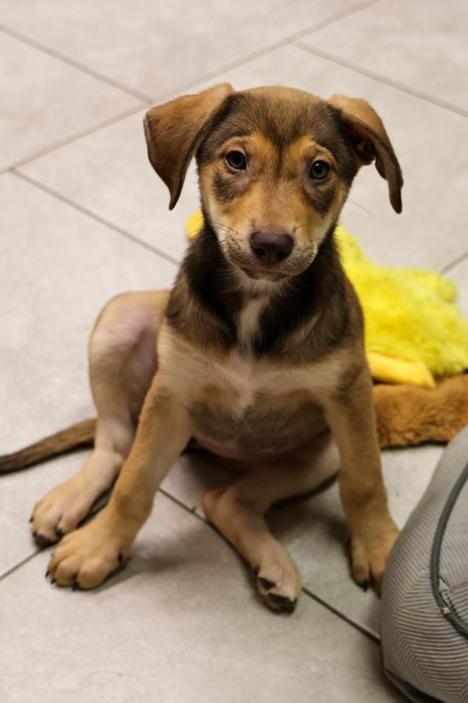 Enlarge Einsteinium, a ADOPTABLE Labrador Retriever in TUCSON, AZ image 4/4