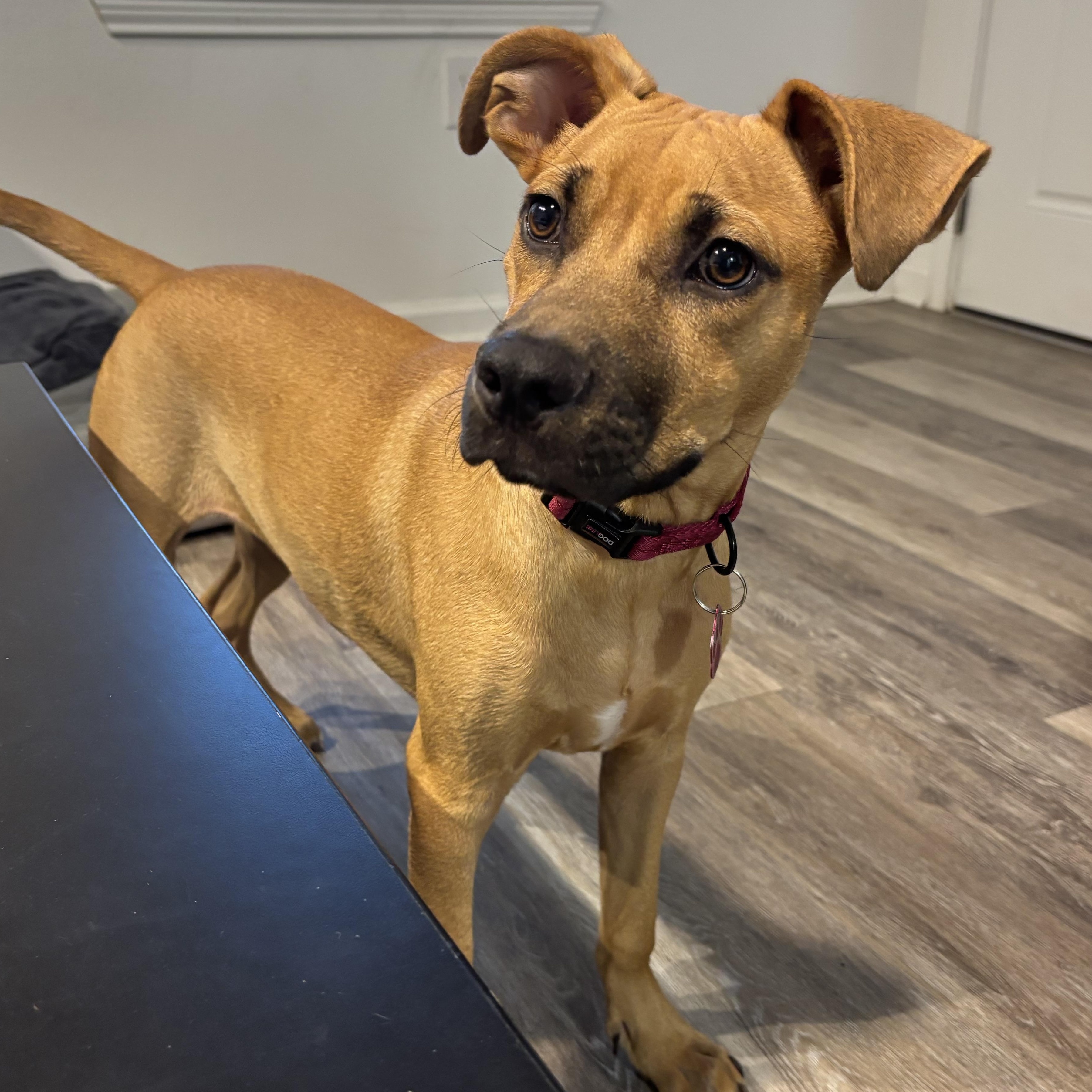 Enlarge Ranger, an adoptable Black Mouth Cur in Tallahassee, FL image 3/6