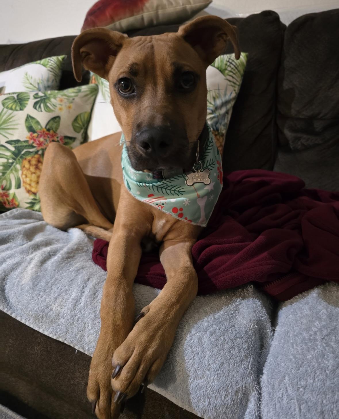 Enlarge Ranger, an adoptable Black Mouth Cur in Tallahassee, FL image 2/6