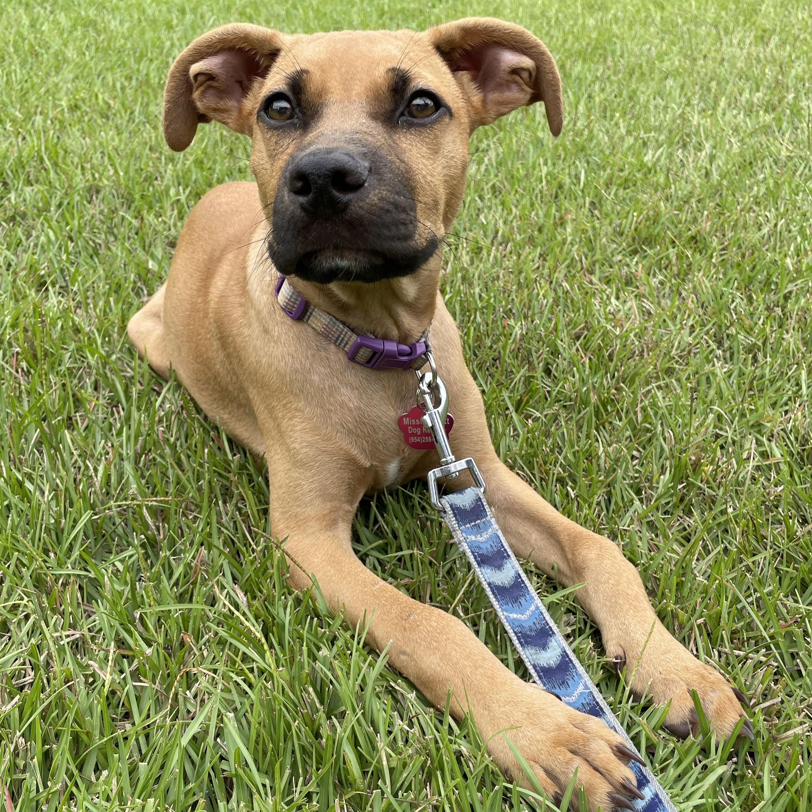 Ranger, adoptable, Puppy Male Black Mouth Cur.