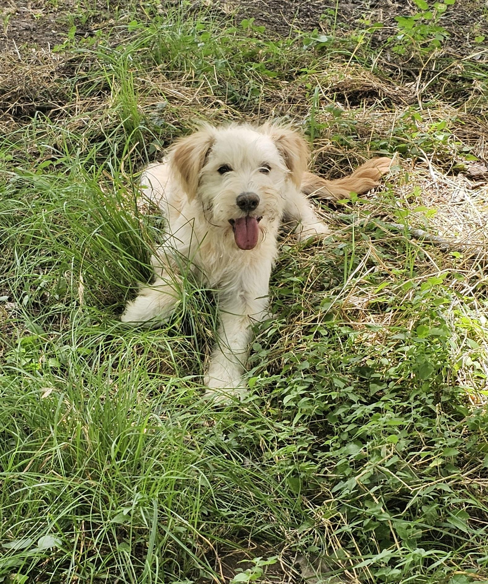 Enlarge Sake, an adoptable mixed breed in Dallas, TX image 3/5
