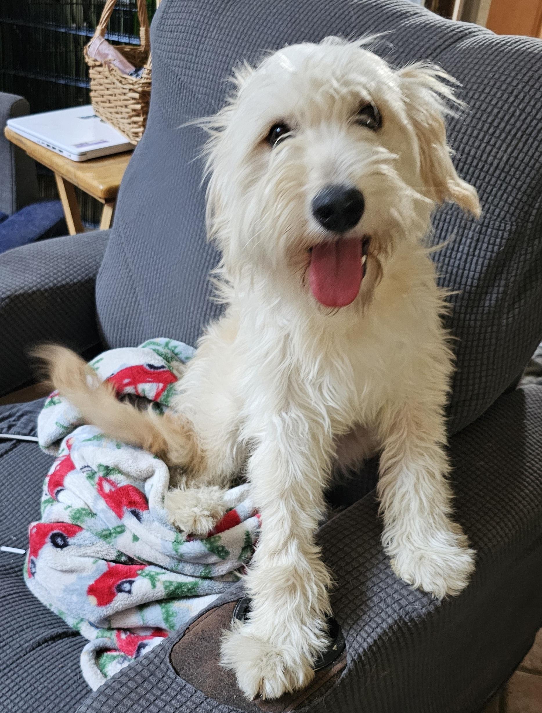 Enlarge Sake, an adoptable mixed breed in Dallas, TX image 1/5