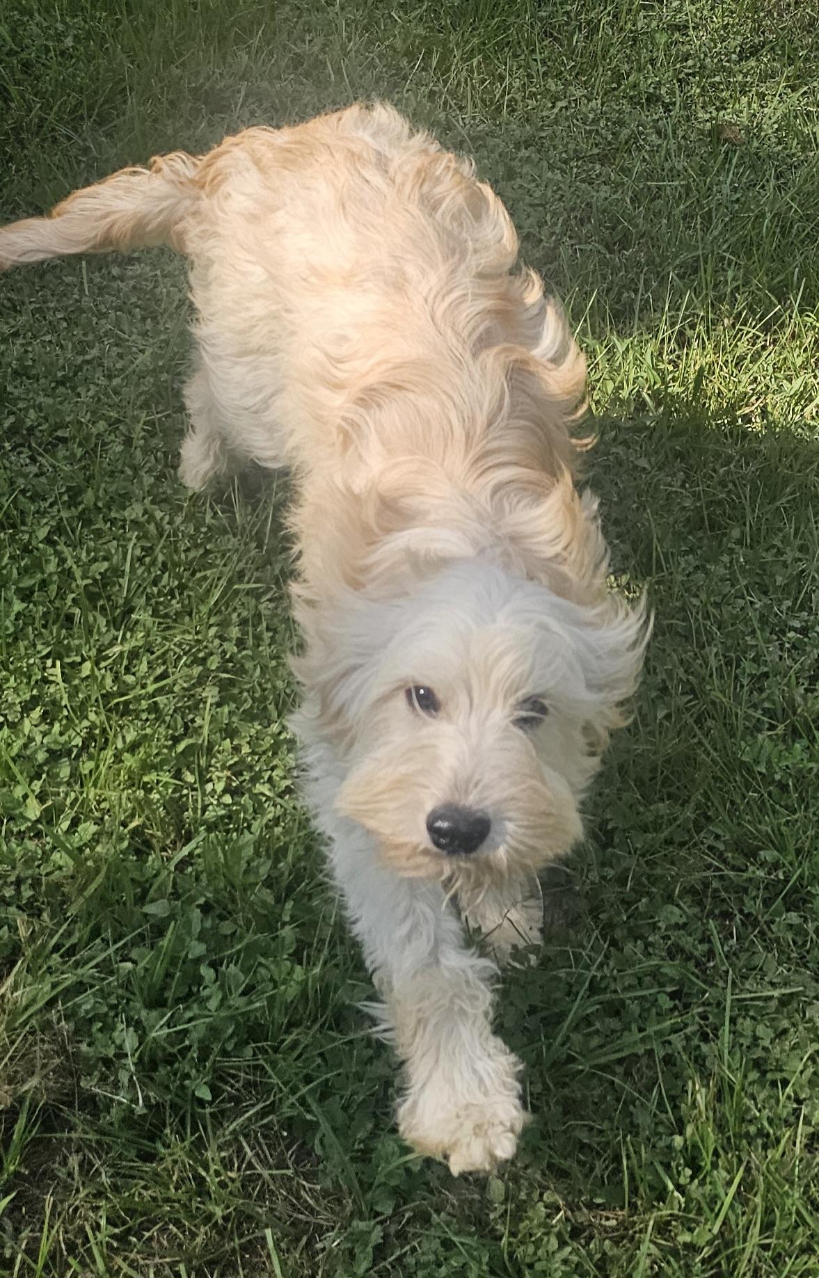 Enlarge Sake, an adoptable mixed breed in Dallas, TX image 5/5