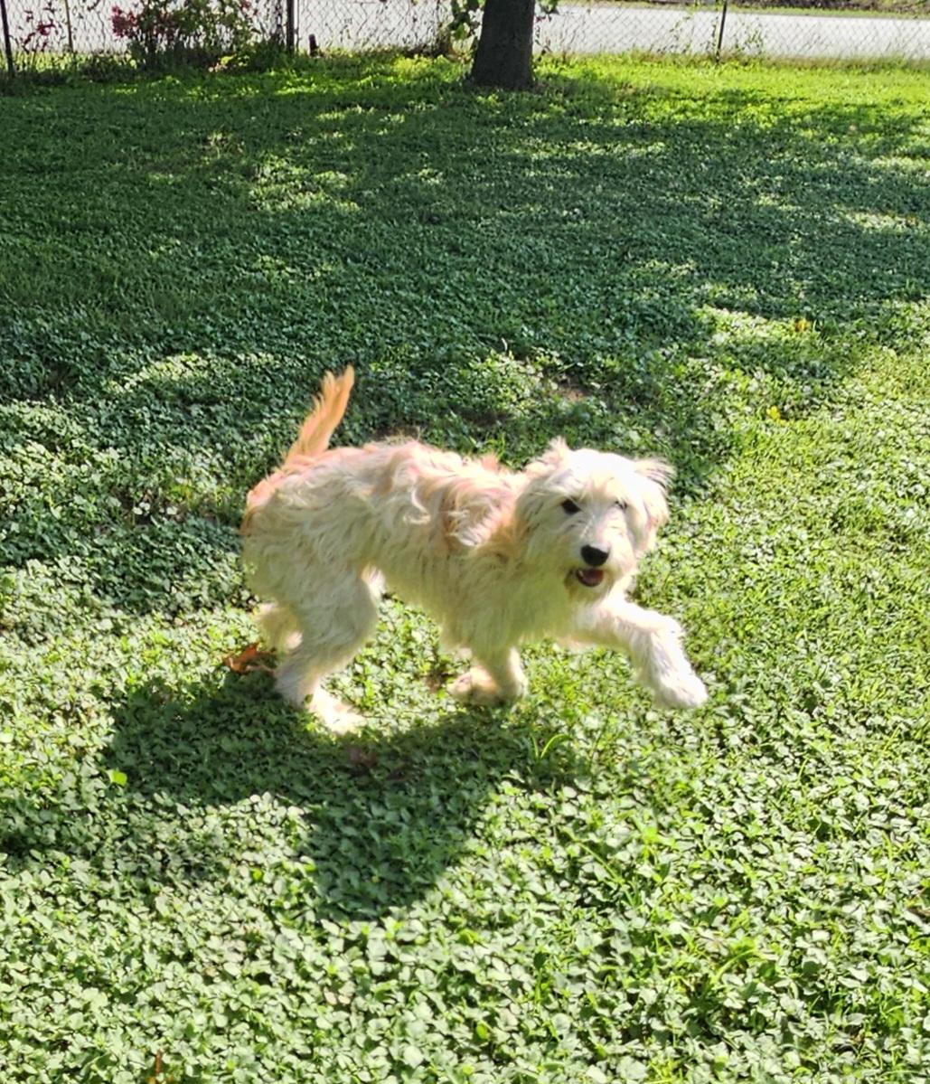 Enlarge Sake, an adoptable mixed breed in Dallas, TX image 2/5