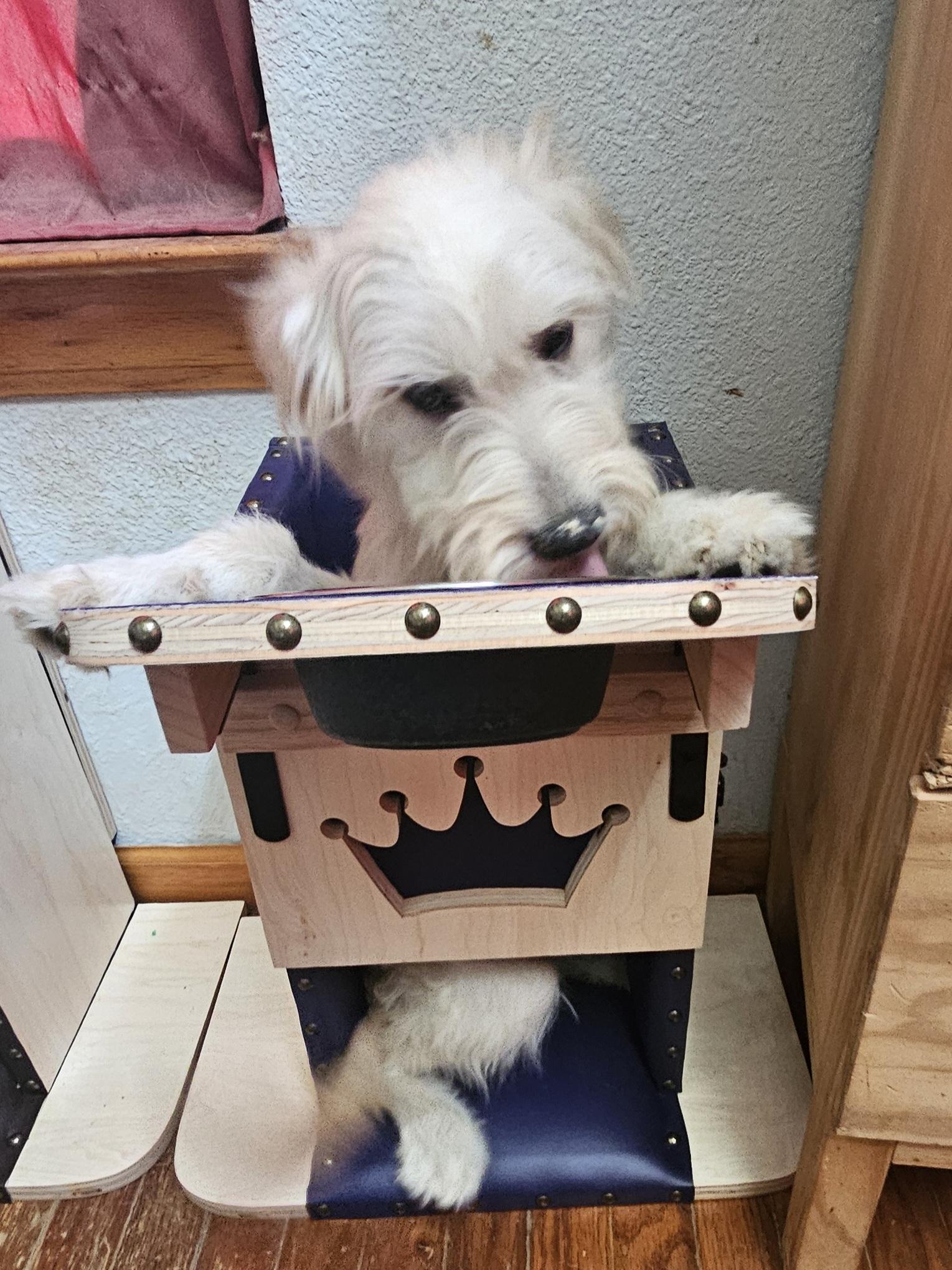 Enlarge Sake, an adoptable mixed breed in Dallas, TX image 4/5