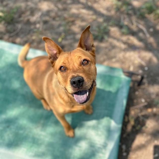 RYE, Adoptable, Adult Female Chow Chow & Mixed Breed.