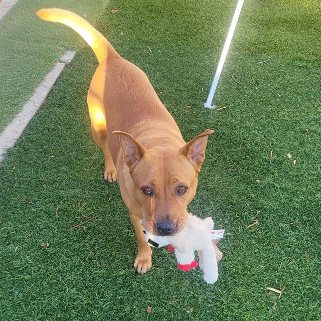 RYE, Adoptable, Adult Female Chow Chow & Mixed Breed.