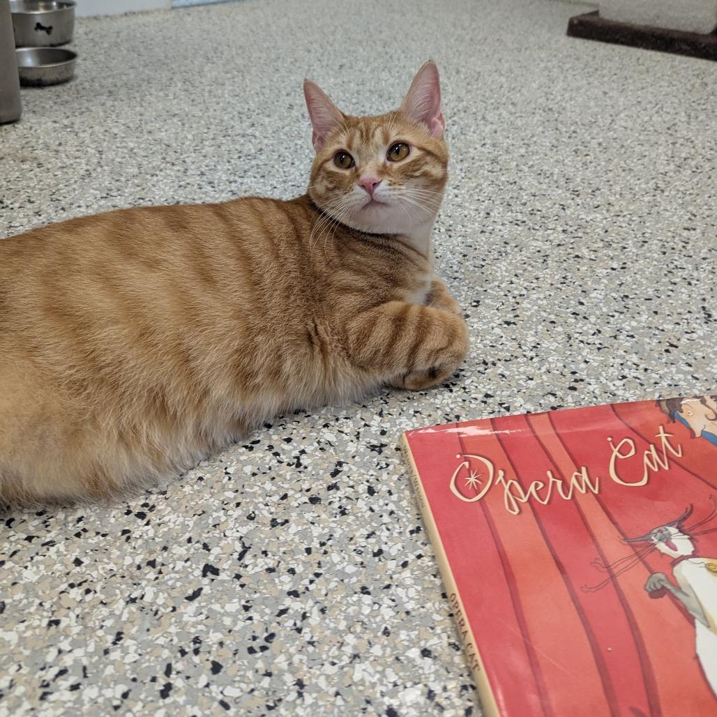 Enlarge Butterscotch, a Adoptable Domestic Short Hair in Winchester, TN image 1/4